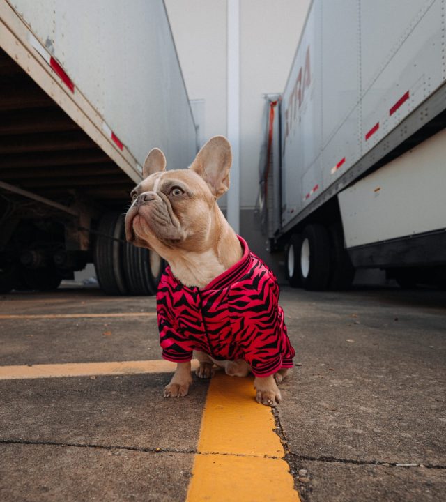 dog below trucks